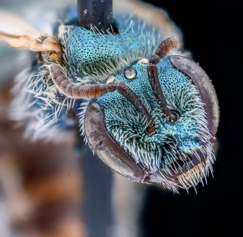 Lasioglossum semicaeruleum, head, md, talbot steiner 2020-02-17-17.24.04 ZS PMax UDR