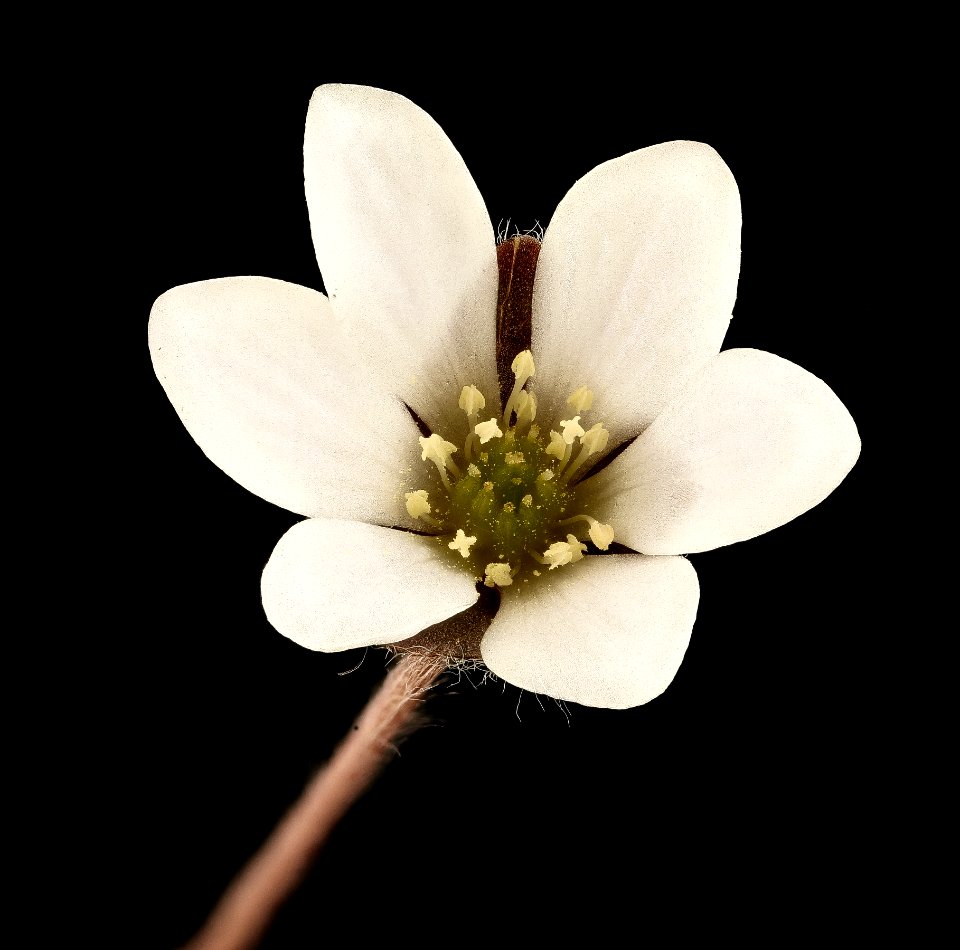 Anemone americana, Round-lobed Hepatica, Howard County, Md,  2018-05-17-13.42
