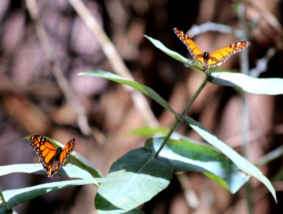 Two monarchs photo