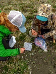 2019 Arctic Virtual Bird Fest