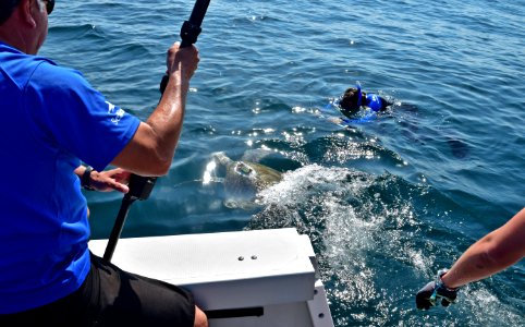 Coral, a rehabbed sea turtle, returns to the ocean