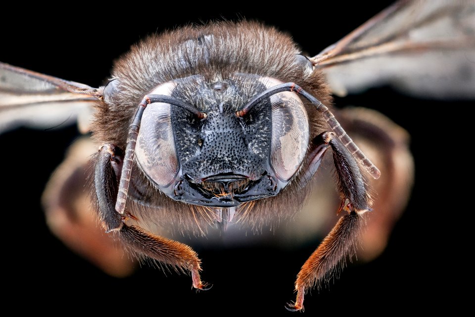 Xylocopa tabaniformis, f, face, Orange Co. FL 2020-02-17-13.00.44 ZS PMax UDR