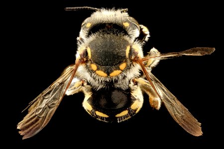 Anthidium porterae, back, Hidalgo Co., MD 2016-09-30-16.13