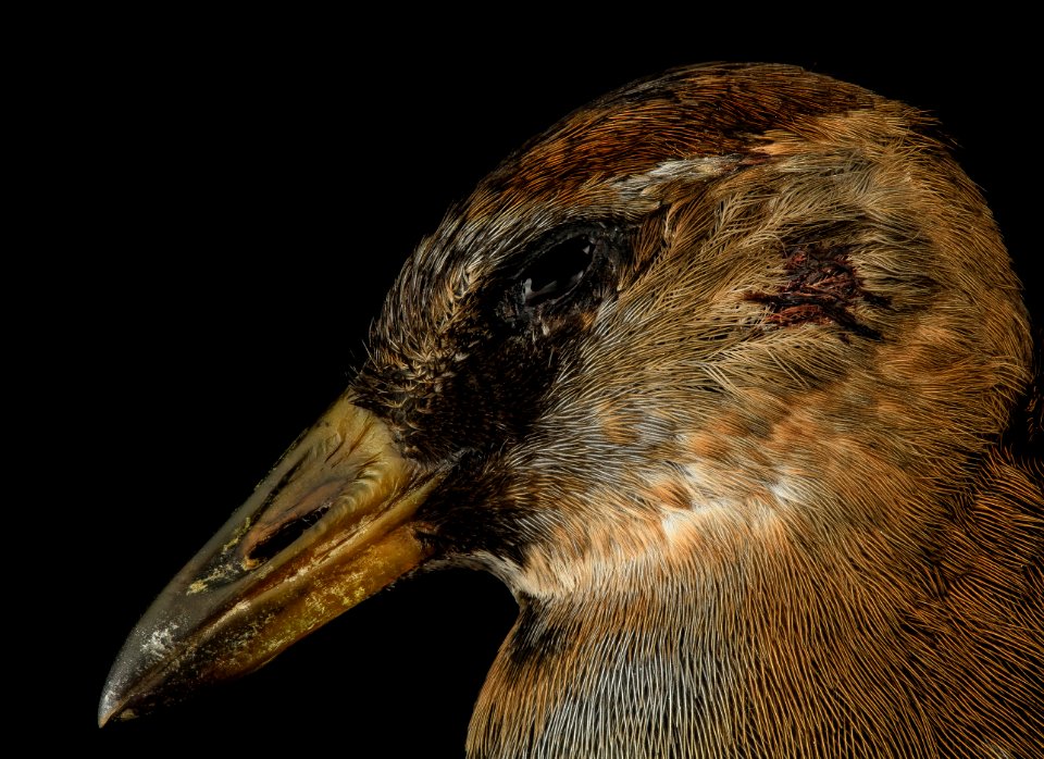 sora, face, dc 2014-05-05-17.00.37 ZS PMax