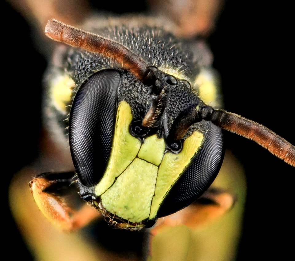 Hylaeus ornatus, M, face 2013-07-07-16.51.01 ZS PMax