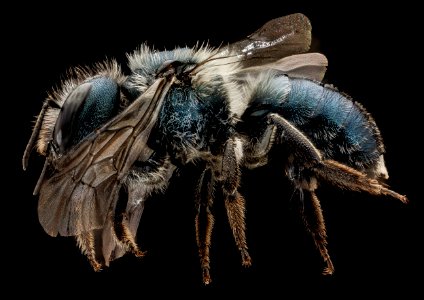 Osmia albifrons, side 2014-07-01-13.56.43 ZS PMax