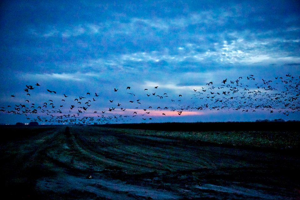 Aleutian and snow geese at San Joaquin National Wildlife Refuge