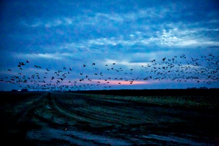 Aleutian and snow geese at San Joaquin National Wildlife Refuge