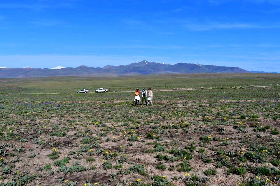 Native plants naturally released from the soil seed bank after the Martin Fire