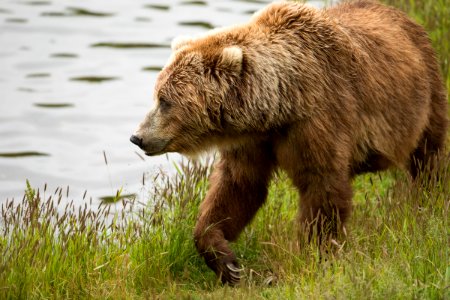 Kodiak bear