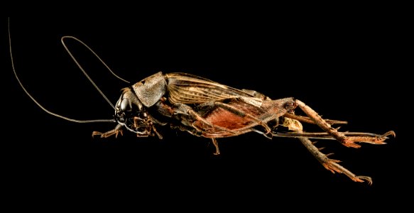 Gryllus species, U, Side, MD, PG County 2013-08-07-18.25.38 ZS PMax photo