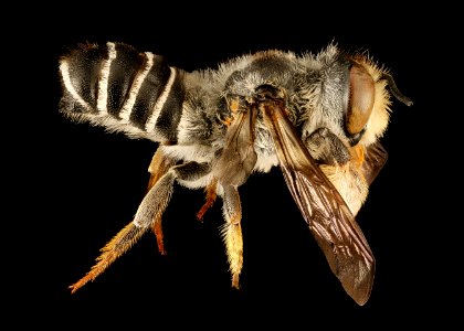 Megachile inimica, m, side, Dorchester Co, MD 2015-12-08-13.17