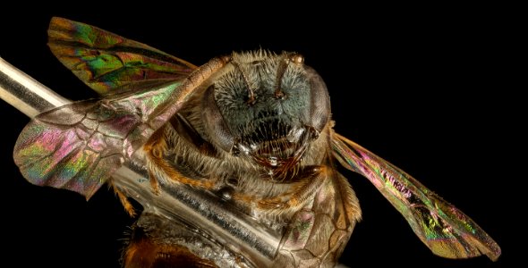 Lasioglossum platyparium, f, face, Charles Co., MD 2016-03-15-22.52