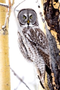 Great gray owl, Strix nebulosa.