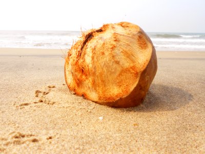 Coconut on beach side