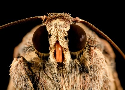 fall armyworm, adult, face 2014-06-06-10.56.14 ZS PMax