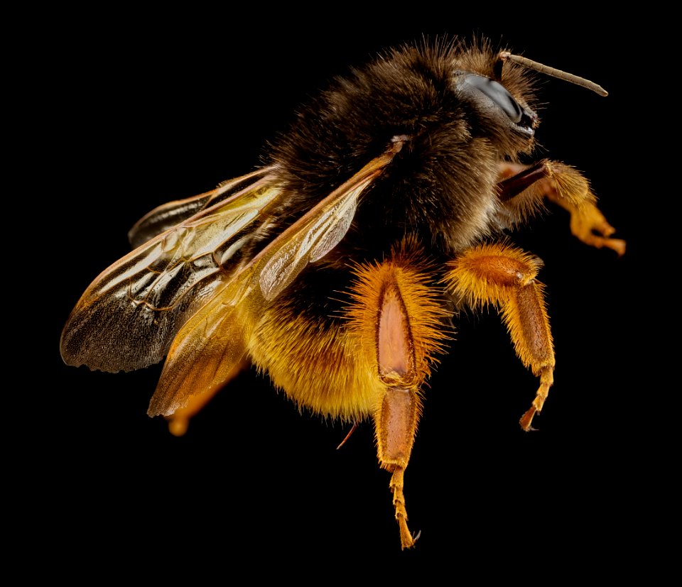 bombus eximias, f, tawain, angle 2014-08-10-09.26.54 ZS PMax