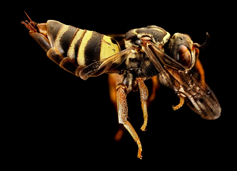 Triepeolus distinctus, f, anne arundel co, md, side 2016-08-31-16.58