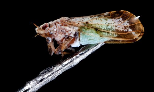 citrus psyllid, u, side3, ft detrick 2014-05-01-10.40.35 ZS PMax photo