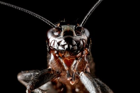 Cricket, face 2012-09-26-15.17.13 ZS PMax photo