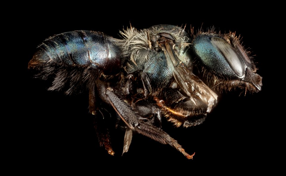 Osmia albolateralis, F, Park Co., Wyoming, side 2015-11-20-19.26