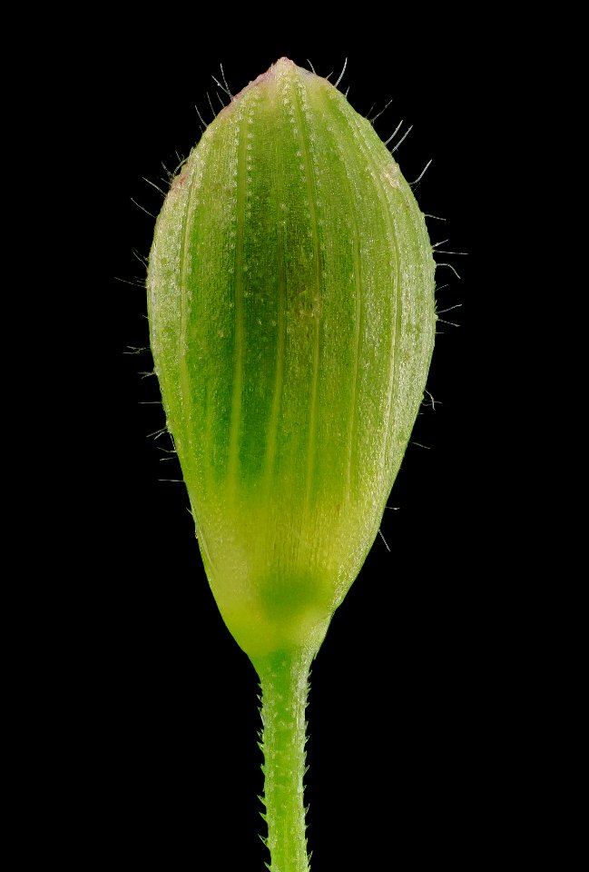 deer tongue grass, close up, md, upper marlboro 2014-06-04-11.40.00 ZS PMax