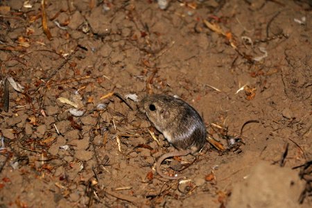 Endangered Pacific Pocket Mouse in new home photo