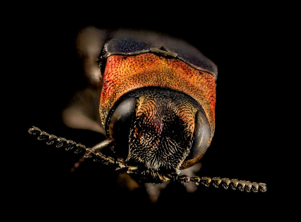 buprestid beetle, u, head, upper marlboro, md 2014-06-04-11.32