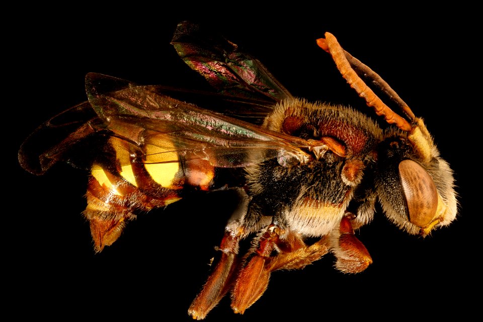 Nomada denticulata, m, right side, Charles Co. Maryland 2016-06-27-16.34.47 ZS PMax UDR