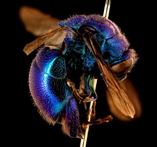 blue jewel bee, m, right, Skukuza, South Africa 2018-08-16-01.45.45 ZS PMax UDR