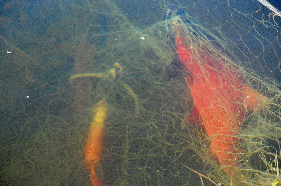 Salmon in Net