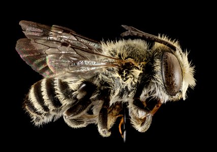 Megachile concinna, M, Side, Puerto Rico, Boqueron 2014-09-18-14.24.15 ZS PMax