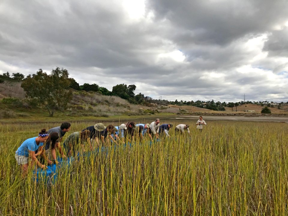 Endangered Ridgway's rail release, Batiquitos Lagoon, California
