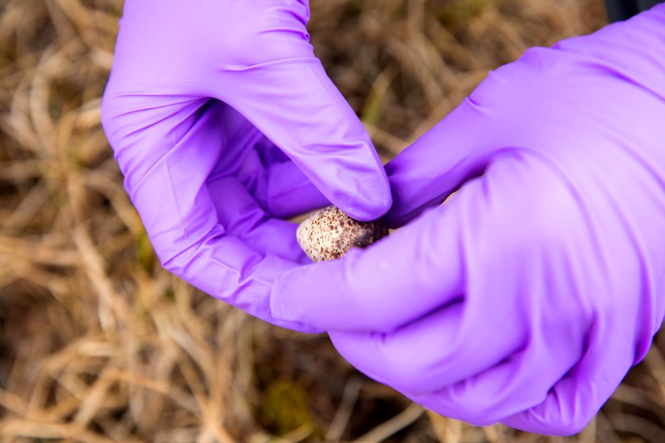 Checking a sandpiper egg for signs of hatch