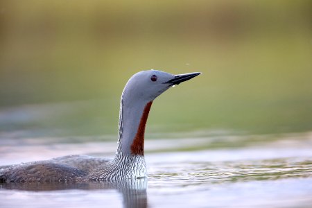 Red-throated loon close-up photo