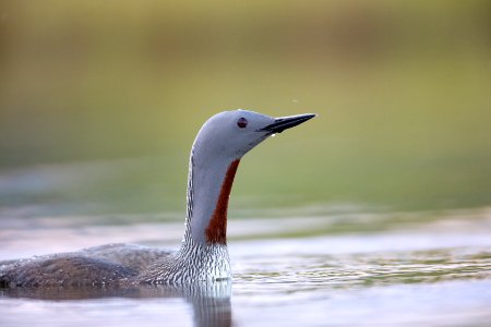Red-throated loon close-up