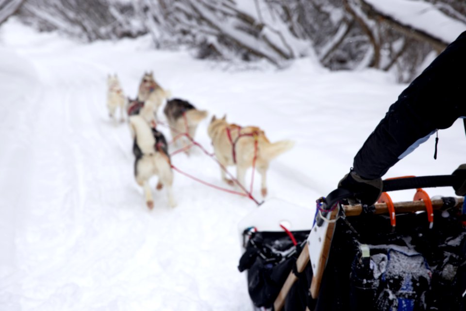 Recreational dog mushing in the snowy forest.