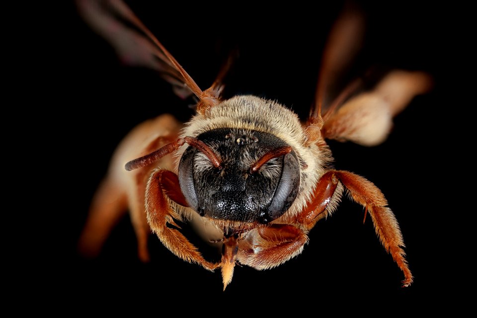 Dieunomia nevadensis, f, face, A.A Co, MD 2019-03-23-14.39.37 ZS PMax UDR