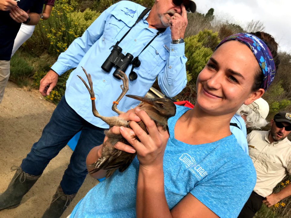 Endangered Ridgway's rail release, Batiquitos Lagoon, California