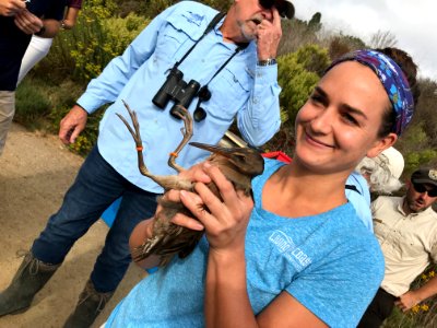 Endangered Ridgway's rail release, Batiquitos Lagoon, California photo