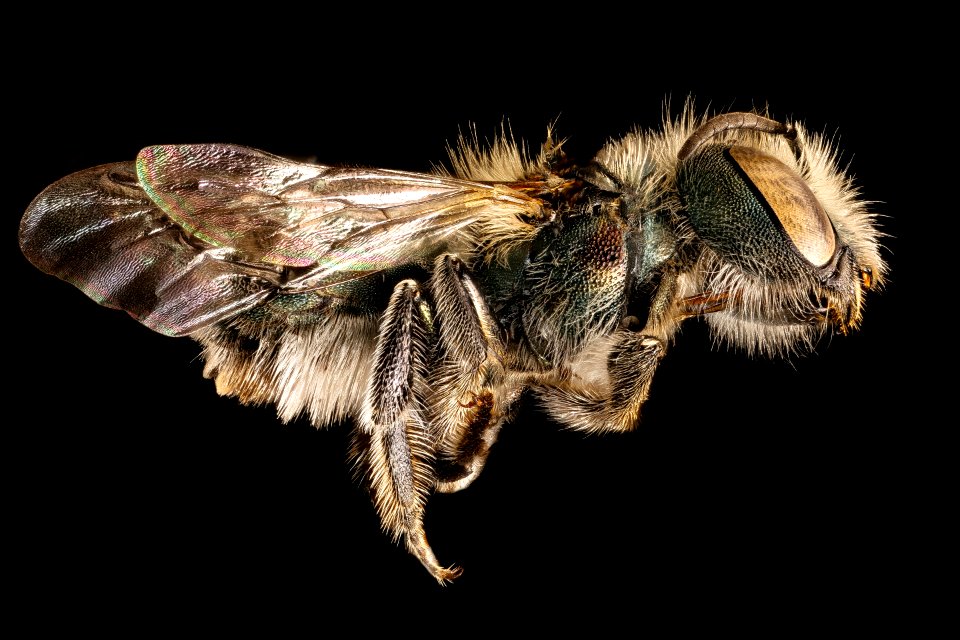 Osmia pumila, f, right side, Charles Co. MD 2016-06-27-18.46