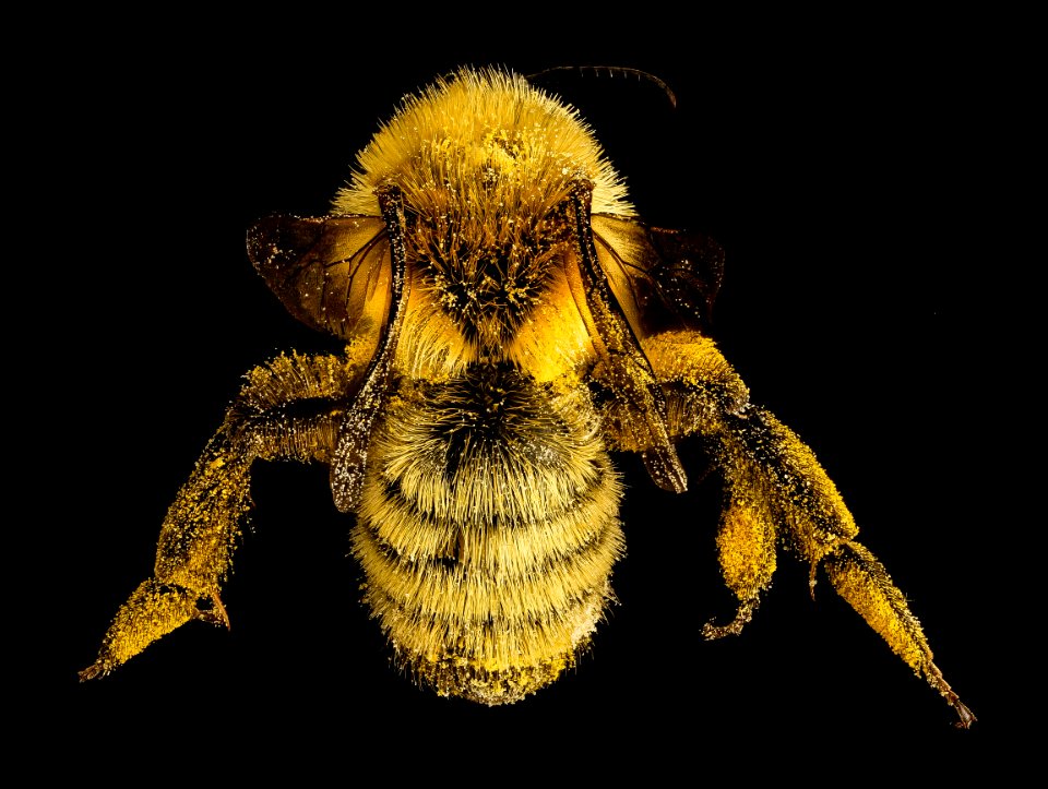 Andrena hirticincta , f, back, Maine, Du Clos 2015-12-01-11.09