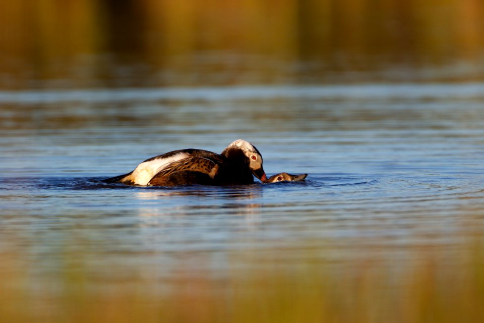 Long-tailed ducks mating