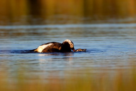 Long-tailed ducks mating