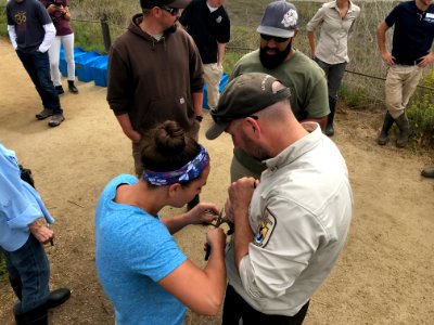 Endangered Ridgway's rail release, Batiquitos Lagoon, California