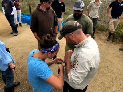 Endangered Ridgway's rail release, Batiquitos Lagoon, California photo