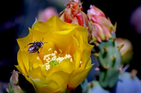 Prickly pear cactus and pollinator photo