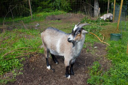 Farm domestic animals cattle