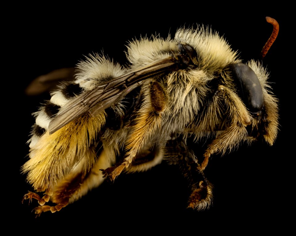 bee eucerine, f, chile, angle 2014-08-09-13.54.50 ZS PMax