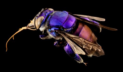 orchid bee purple, m, guiana, 2 2014-11-04-12.02.09 ZS PMax photo